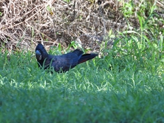 Calyptorhynchus banksii