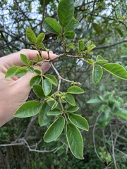 Handroanthus chrysotrichus