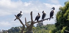Phalacrocorax varius varius