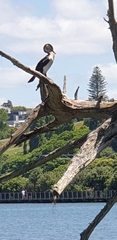 Phalacrocorax varius varius