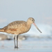 Marbled Godwit - Photo (c) itazura, some rights reserved (CC BY-NC)
