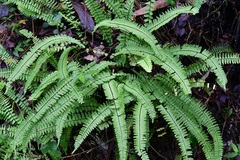 Asplenium monanthes