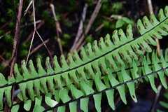 Asplenium monanthes