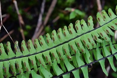 Asplenium monanthes