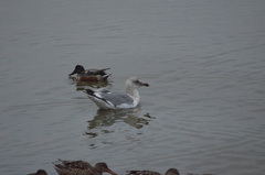 Larus californicus