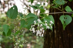 Chromolaena collina