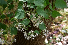 Chromolaena collina
