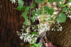 Chromolaena collina