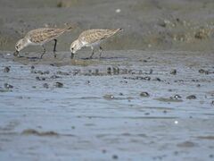 Calidris mauri