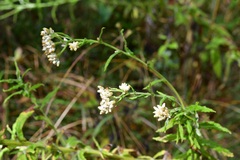Pseudognaphalium chartaceum
