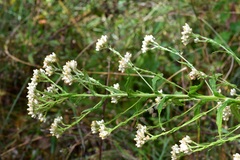Pseudognaphalium chartaceum