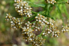 Pseudognaphalium chartaceum