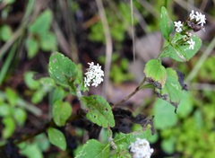 Stevia tomentosa