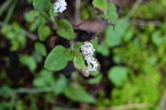 Stevia tomentosa