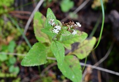 Stevia tomentosa