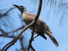 Philemon citreogularis