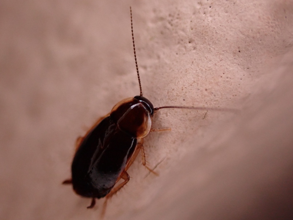 Anaplecta fallax