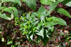 Trixis inula