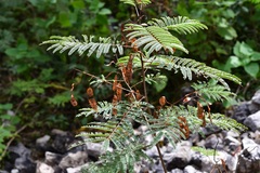 Acaciella angustissima