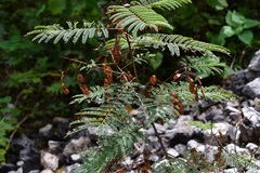 Acaciella angustissima