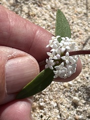 Mitracarpus breviflorus