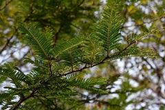 Vachellia pennatula