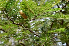 Vachellia pennatula