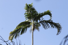 Dypsis pembana