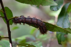 Hemileucinae