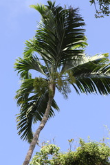 Dypsis pembana