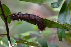 Hemileucinae