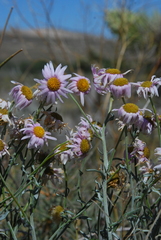 Erigeron parishii