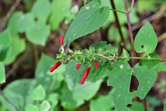Salvia holwayi