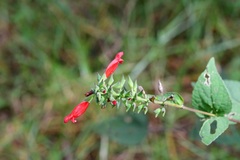 Salvia holwayi