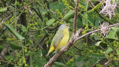 Euphonia affinis