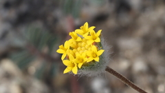 Trichoptilium incisum