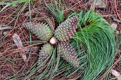 Pinus pseudostrobus apulcensis