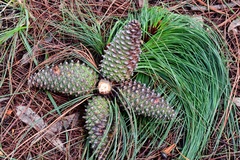 Pinus pseudostrobus apulcensis