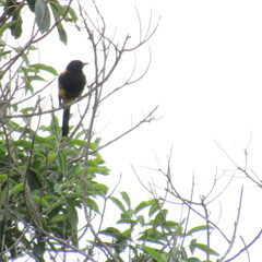 Icterus dominicensis