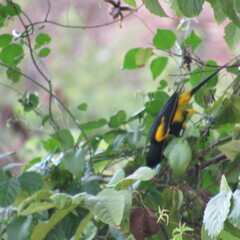 Icterus dominicensis