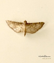 Marasmia