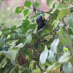 Icterus dominicensis