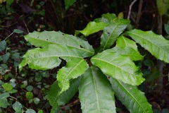 Olmediella betschleriana