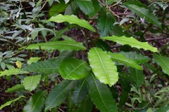 Olmediella betschleriana