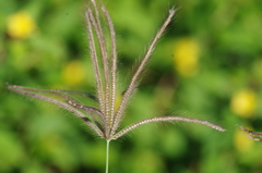 Chloris