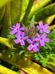 Glandularia canadensis