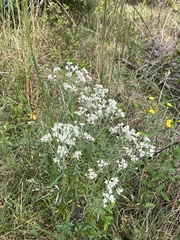 Pseudognaphalium
