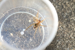 Amaurobius fenestralis