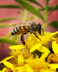 Apis mellifera
