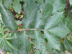 Sambucus racemosa melanocarpa